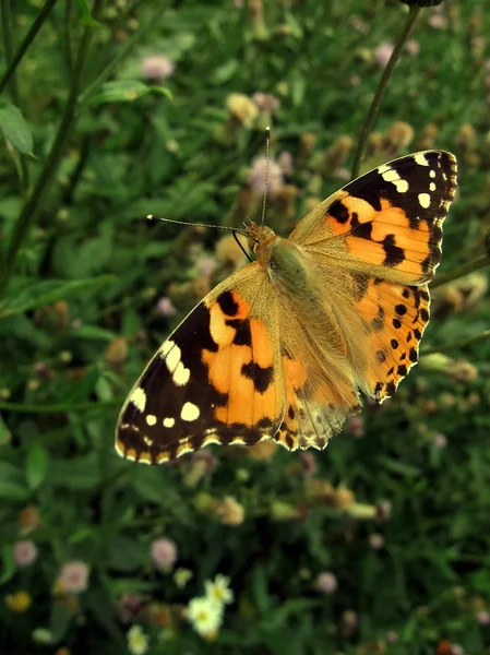 Помаранчева метелик — стокове фото