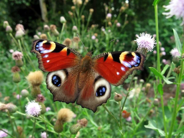 Peacock butterfly in field — Stock Photo, Image