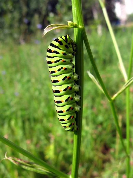 stock image Caterpillar