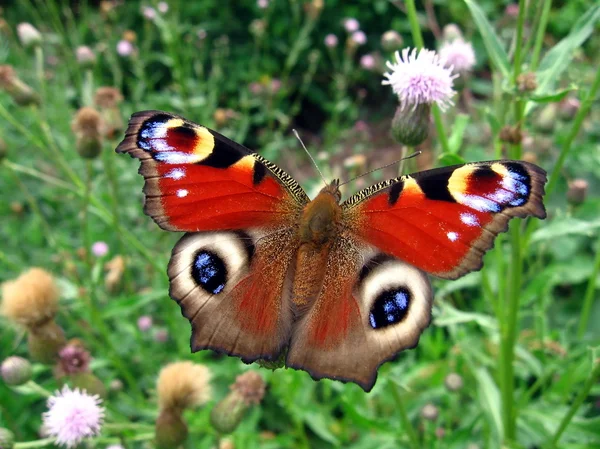 Red peacock butterfly — Stock Photo, Image