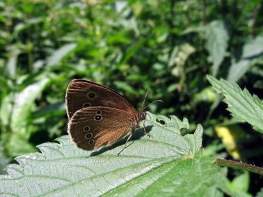 Velvet butterfly on leaf