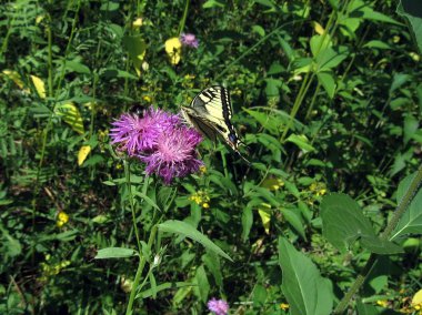 çiçek Swallowtail