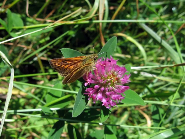 Butterfly on clover — Stock Photo, Image