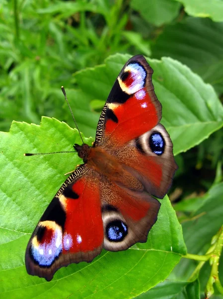 Peacock butterfly on leaf — Stock Photo, Image
