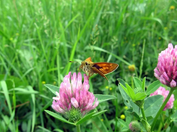 Small butterfly on clover — Stock Photo, Image