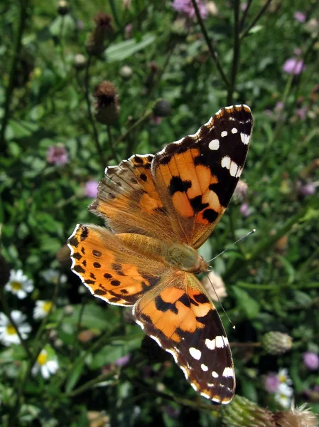 Великий метелик — стокове фото