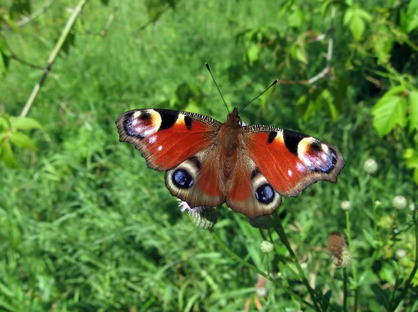 Peacock butterfly on the flower — Stock Photo, Image