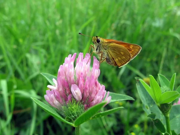 Pequeña mariposa en flor — Foto de Stock