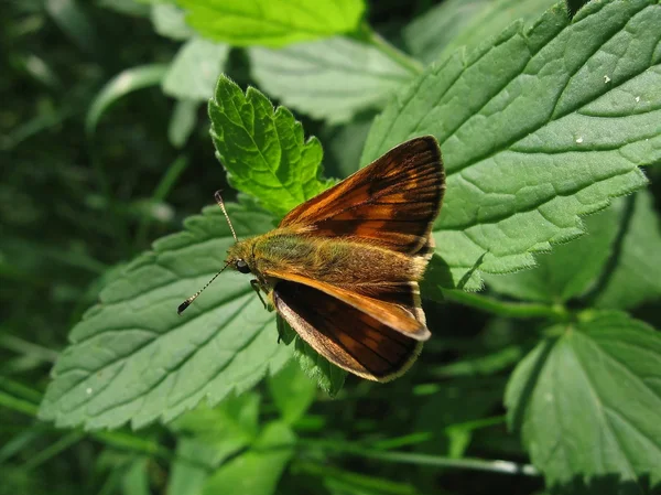 Yaprak üzerinde küçük kırmızı kelebek — Stok fotoğraf