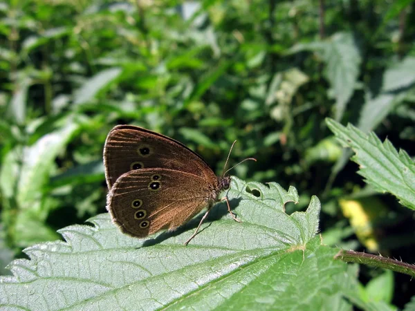 Velvet butterfly on leaf — Stock Photo, Image