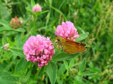 Small butterfly on the flower clipart