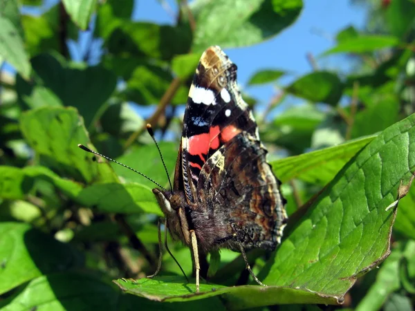 Адмірал метелик на листі — стокове фото