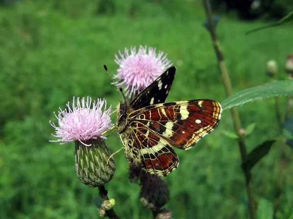 Bunter Schmetterling auf der Blume — Stockfoto