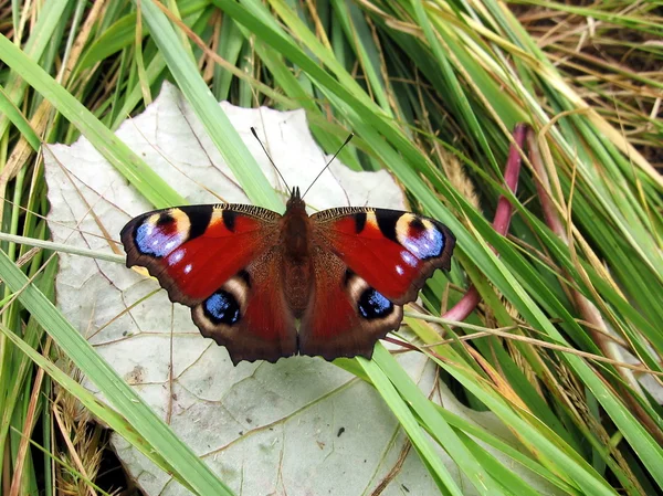 Peacock butterfly on the leaf — Stock Photo, Image