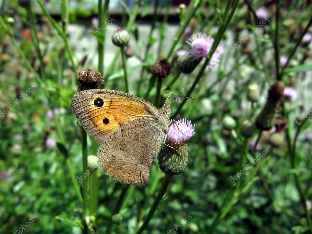Butterfly with eyes on wings — Stock Photo © tomatto 2432602
