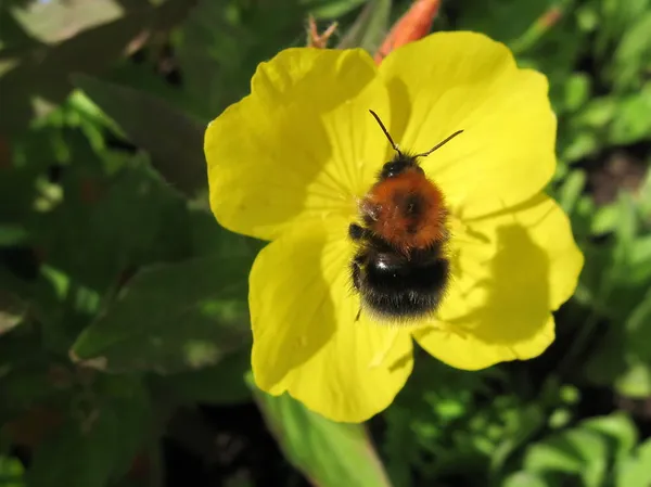 stock image Bumble-bee on yellow flower