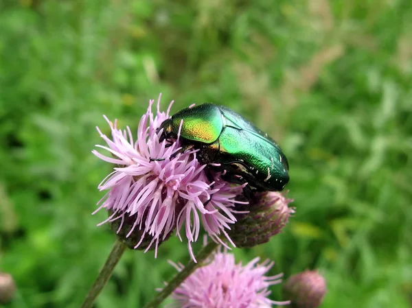 stock image Beetle