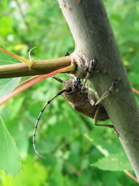 ツリー上の大型の甲虫 — ストック写真