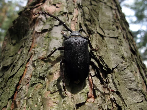 大きな黒い甲虫 — ストック写真