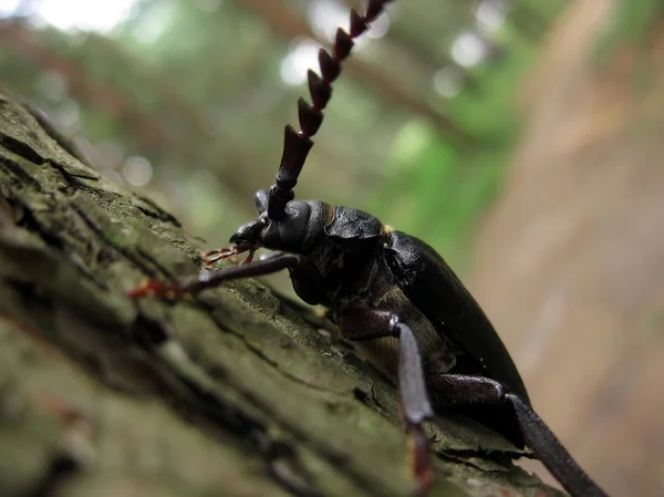 強力な黒い甲虫 — ストック写真