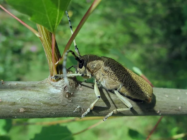 枝に大きいカブトムシ — ストック写真