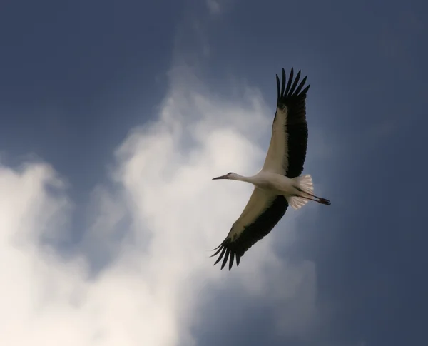 Stork Stock Image