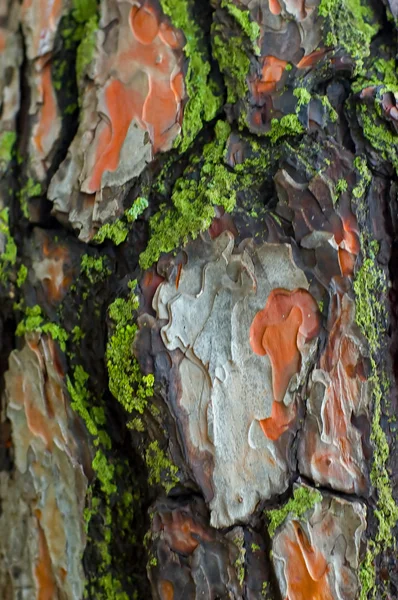 Piny bark with moss Stock Picture