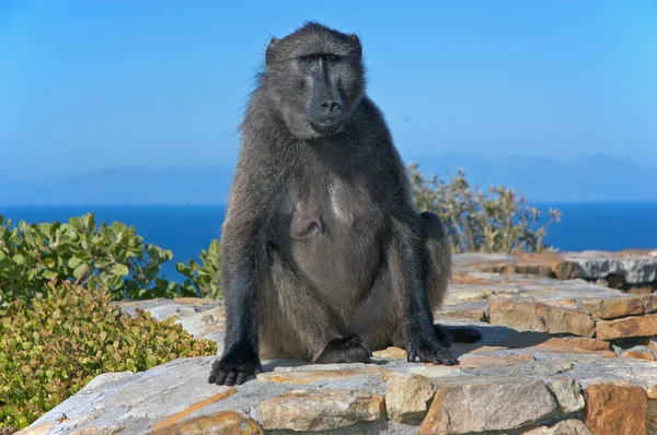 stock image Baboon