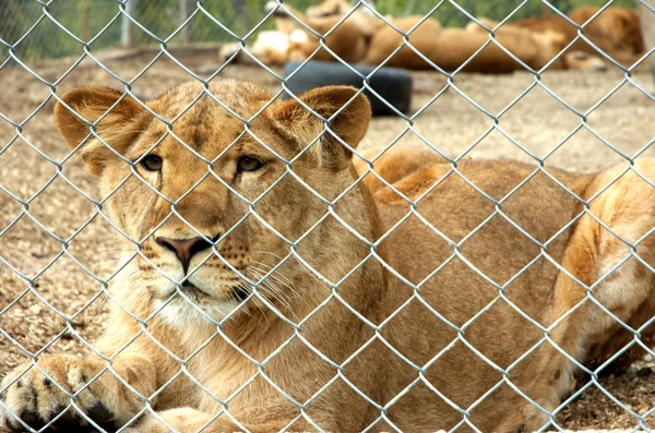 stock image Lioness