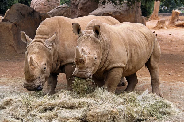 두 rhinoceroses 로열티 프리 스톡 사진