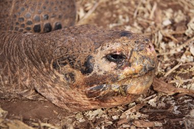 Head of the turtle clipart