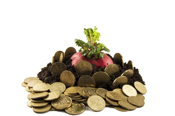 Sprouts of money radish — Stock Photo, Image