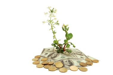 Plant and money clipart