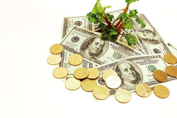 Plant and money — Stock Photo, Image