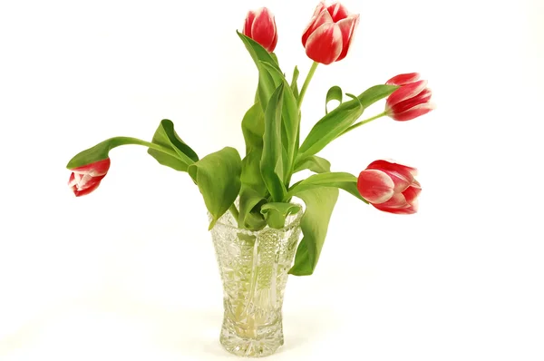 Tulipes dans un vase en cristal . — Photo