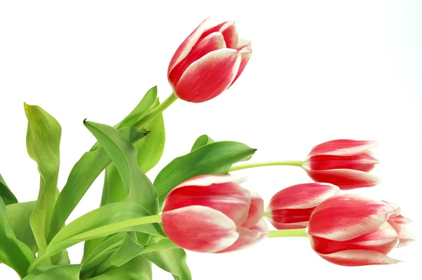 Tulips on a white background. — Stock Photo, Image