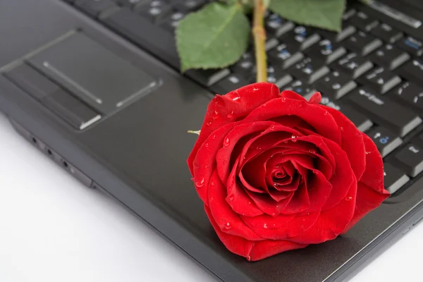 Rose over laptop — Stock Photo, Image