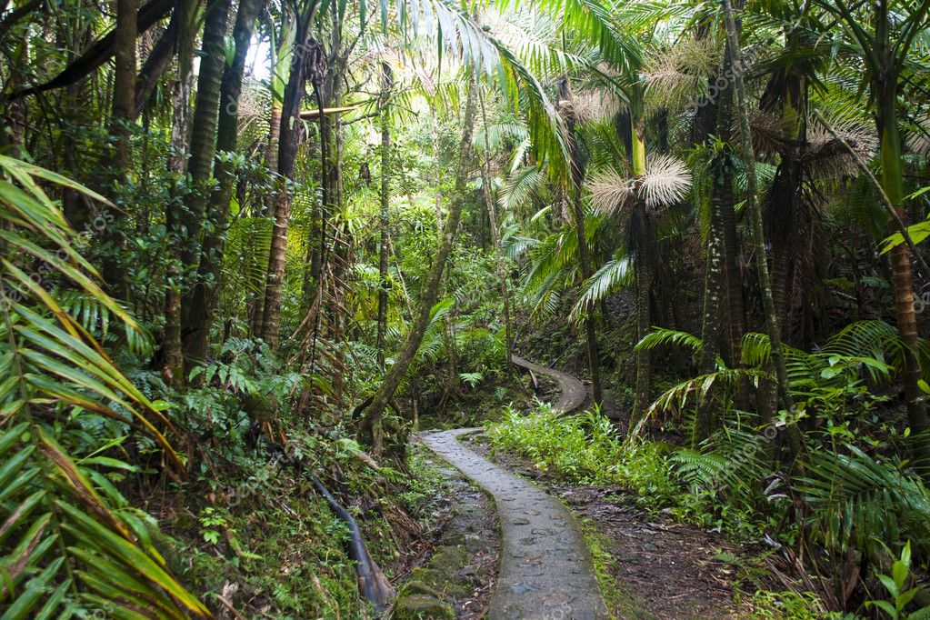 Caribbean National Forest El Yunque. Tr — Stock Photo © Irin717 #1144194