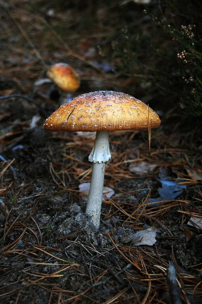 蘑菇；蘑菇 图库图片