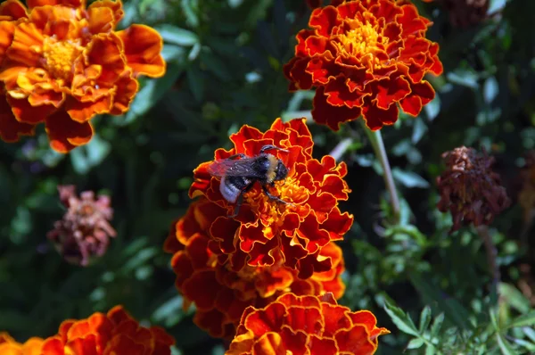 Bumblebee em flor Fotografias De Stock Royalty-Free