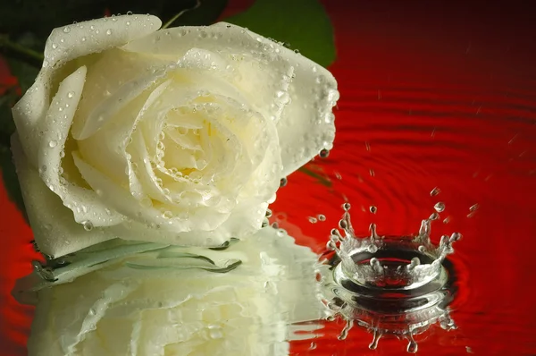 stock image Wet rose