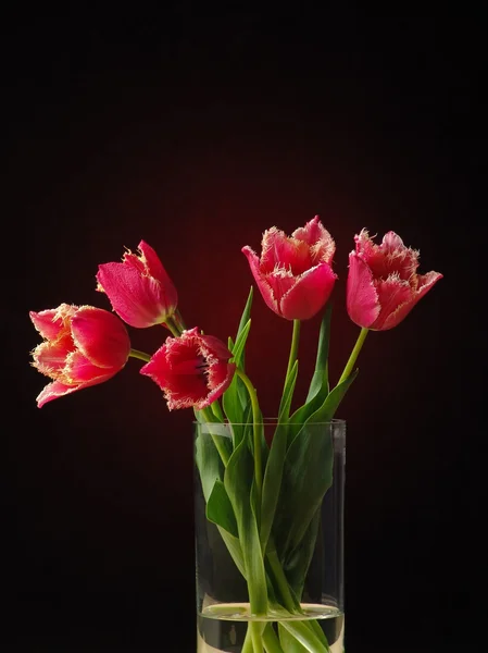 stock image Tulips on the dark background