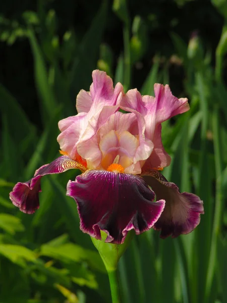 Lilac iris on garden background — Stock Photo, Image