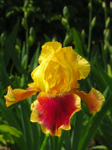 Gelbe und rote Iris auf Gartenhintergrund — Stockfoto