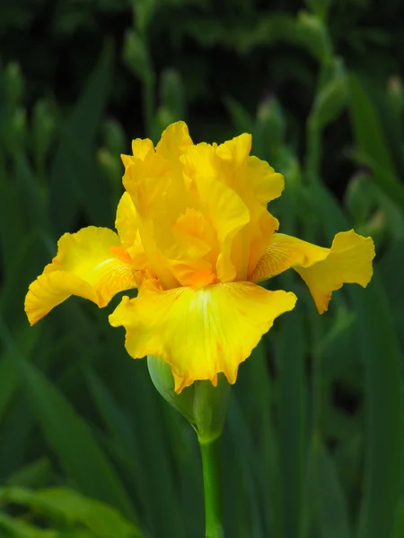 A kerti háttér sárga írisz — Stock Fotó
