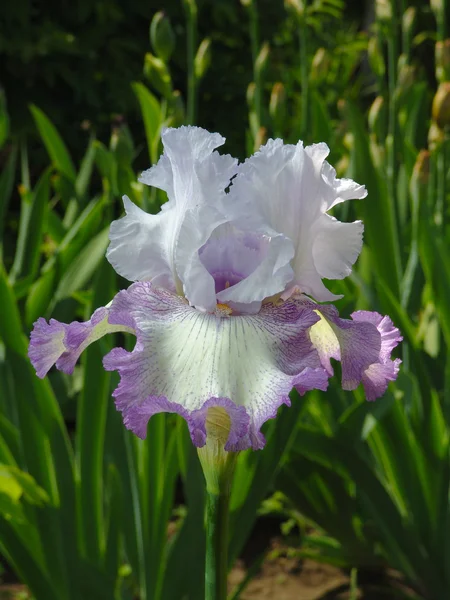 Iris op tuin achtergrond — Stockfoto