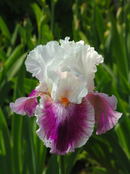 Iris na zahradní pozadí — Stock fotografie