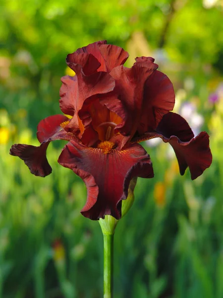 Red iris on garden background — Stock Photo, Image