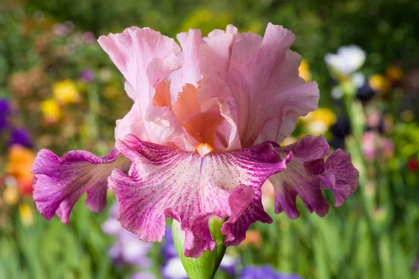 Iris rosa sobre fondo de jardín — Foto de Stock