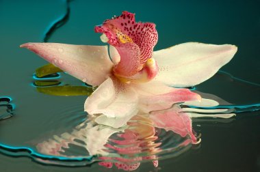 Wet orchid clipart